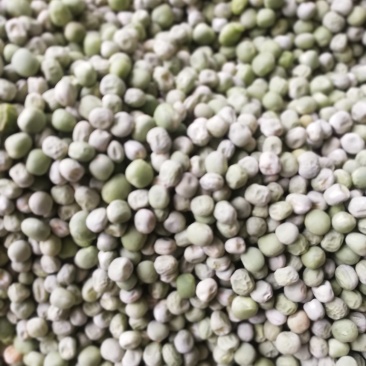 豌豆种子大量现货