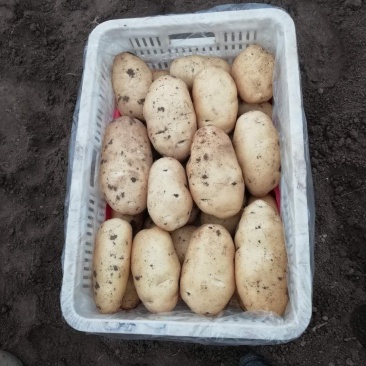 平度莱西内蒙围场荷兰十五希森806黄皮黄心白土豆大量上市
