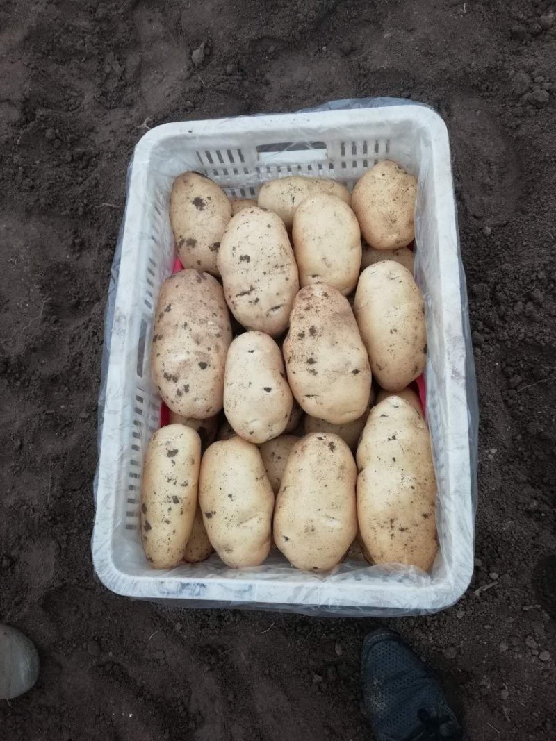 平度莱西内蒙围场荷兰十五希森806黄皮黄心白土豆大量上市