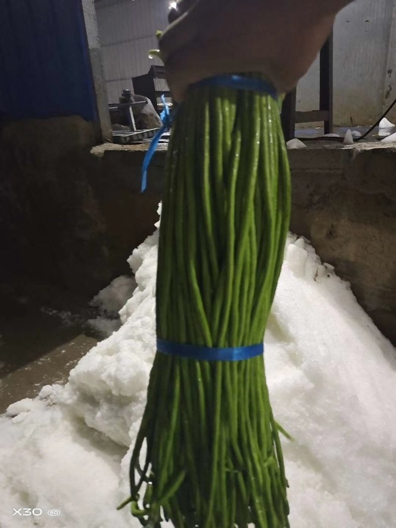 河南精品豆角，长豆角，豇豆，专业提供打冷，泡冰水，