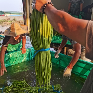 河南精品豆角，长豆角，豇豆，专业提供打冷，泡冰水，