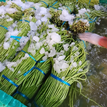 精品豇豆，价位准确，专业代发，质量优，欢迎