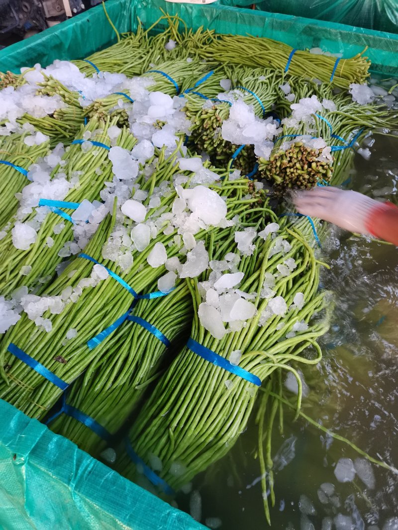 精品豇豆，价位准确，专业代发，质量优，欢迎