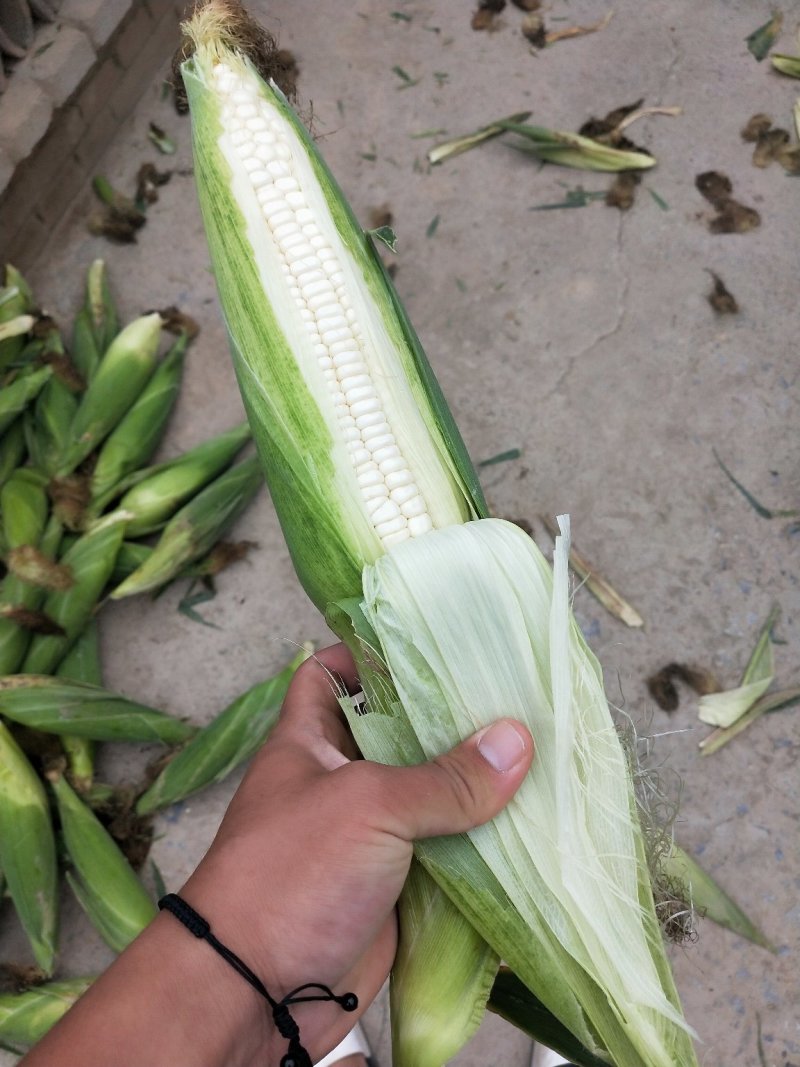 糯玉米
