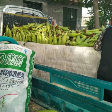 鲜玉米大量上市了