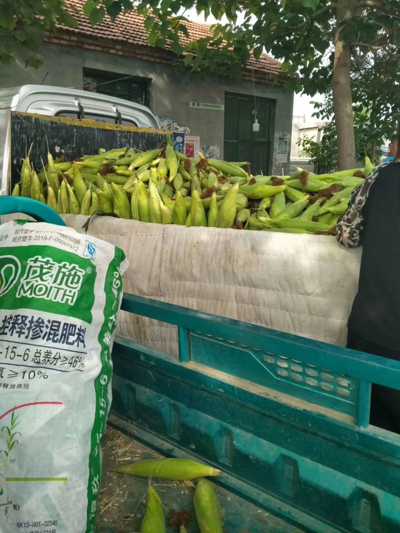 鲜玉米大量上市了