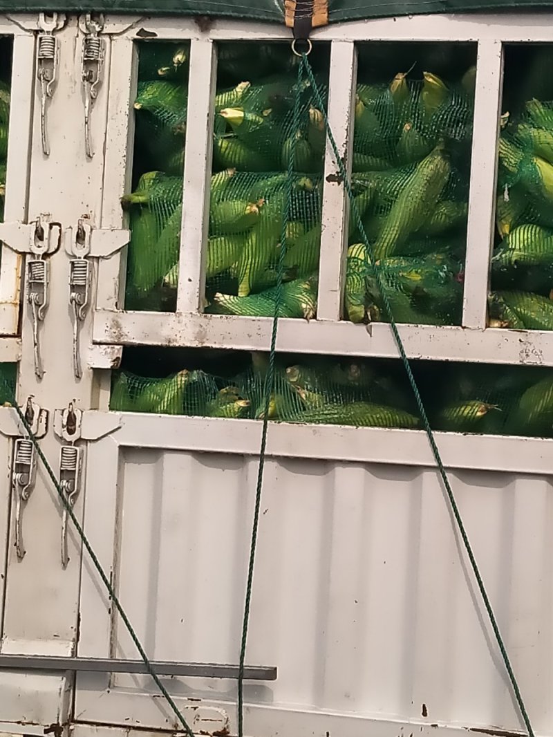 鲜玉米大量上市了
