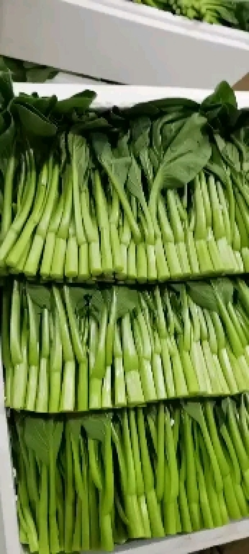菜心基地直批。当你点开我却走了，我们真的就错过了。