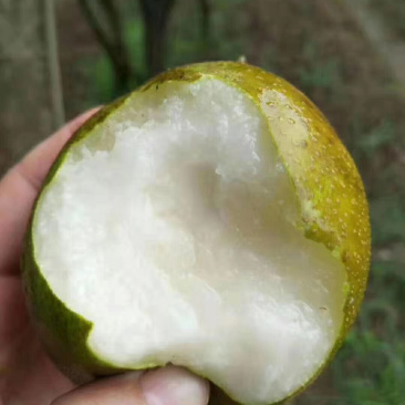 翠冠梨