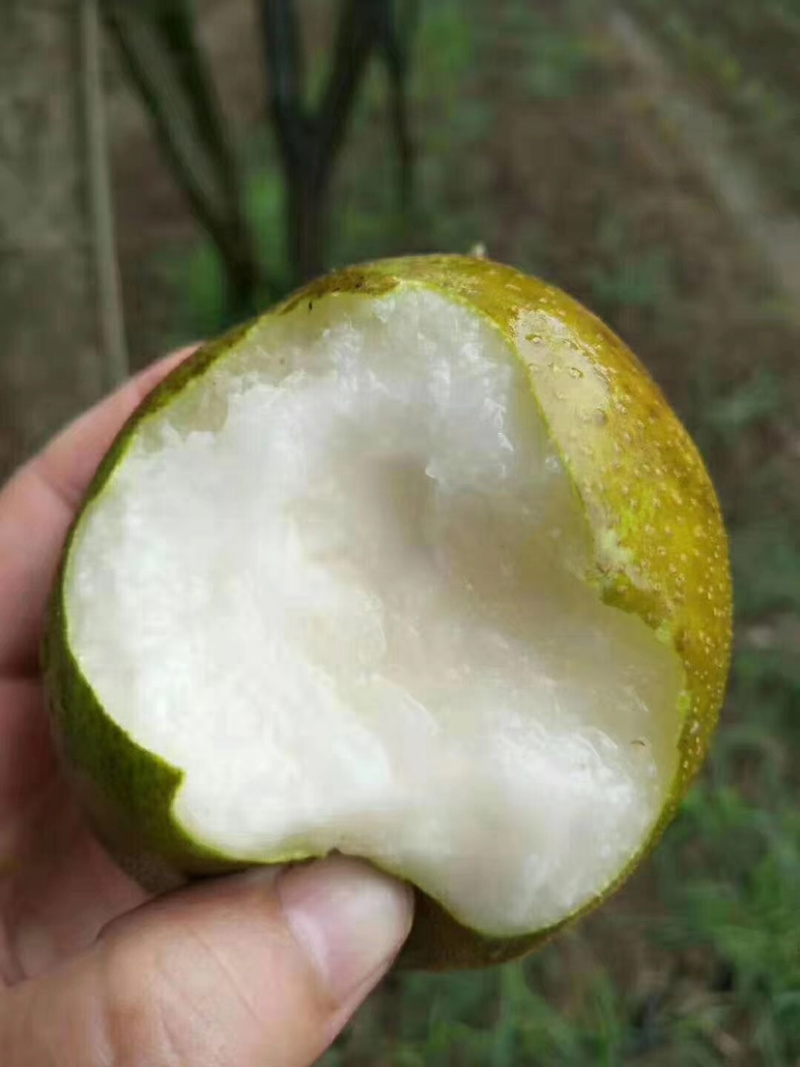 翠冠梨