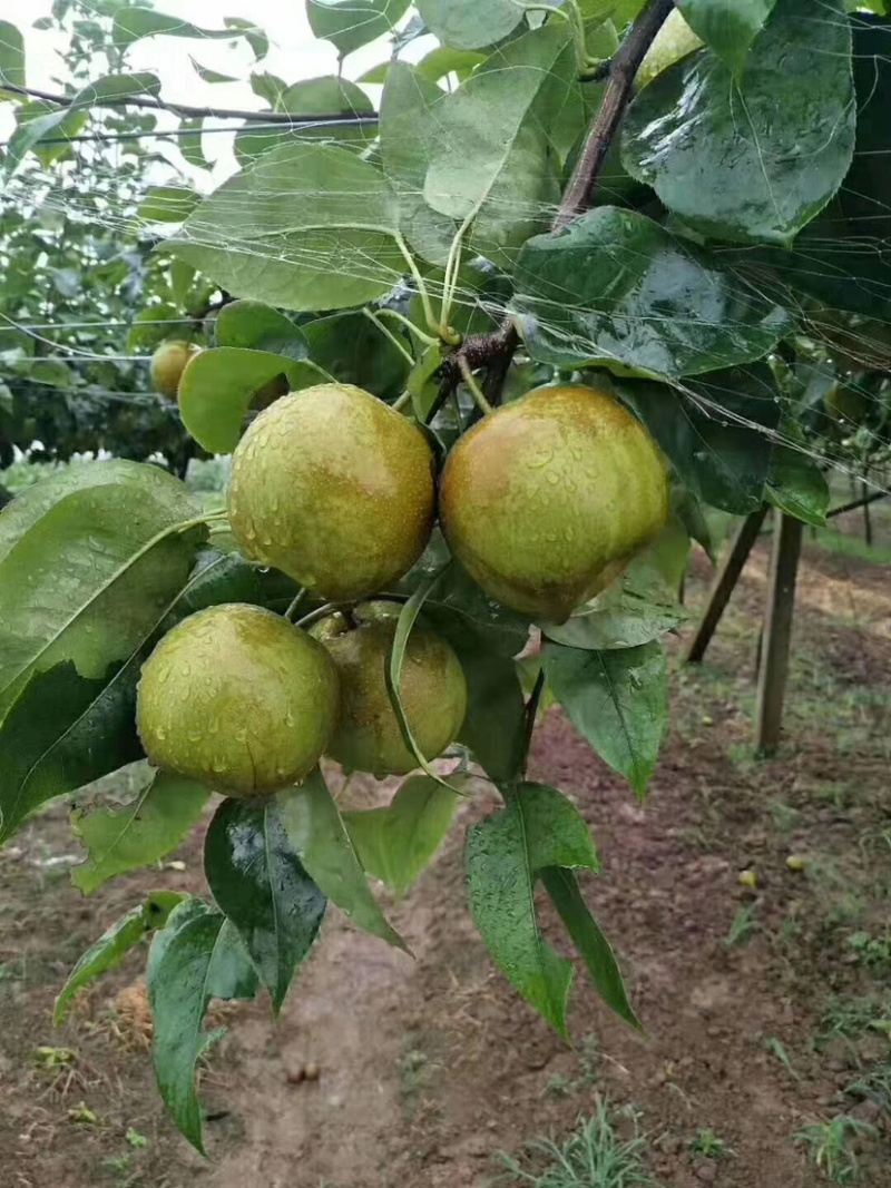 翠冠梨