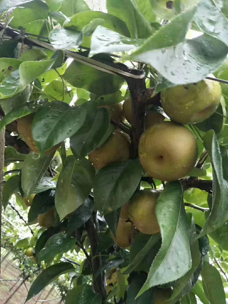 翠冠梨