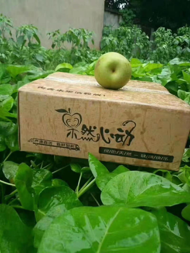 翠冠梨
