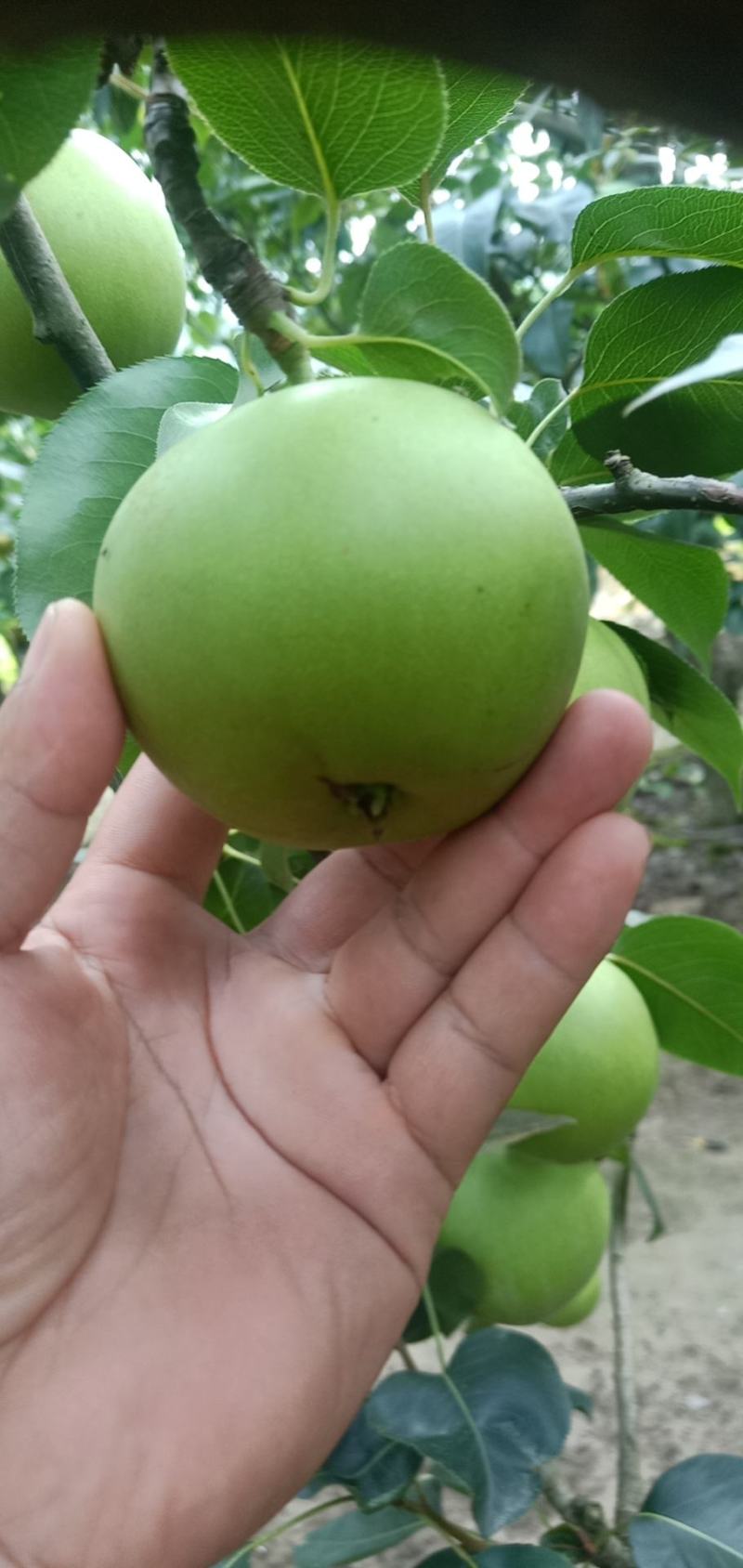 早酥梨湖北沙梨基地直供