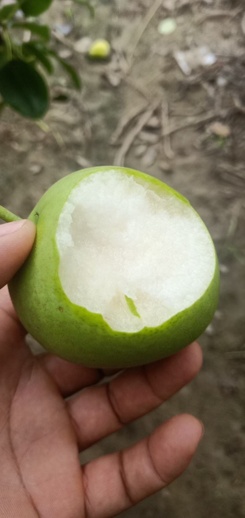 早酥梨湖北沙梨基地直供