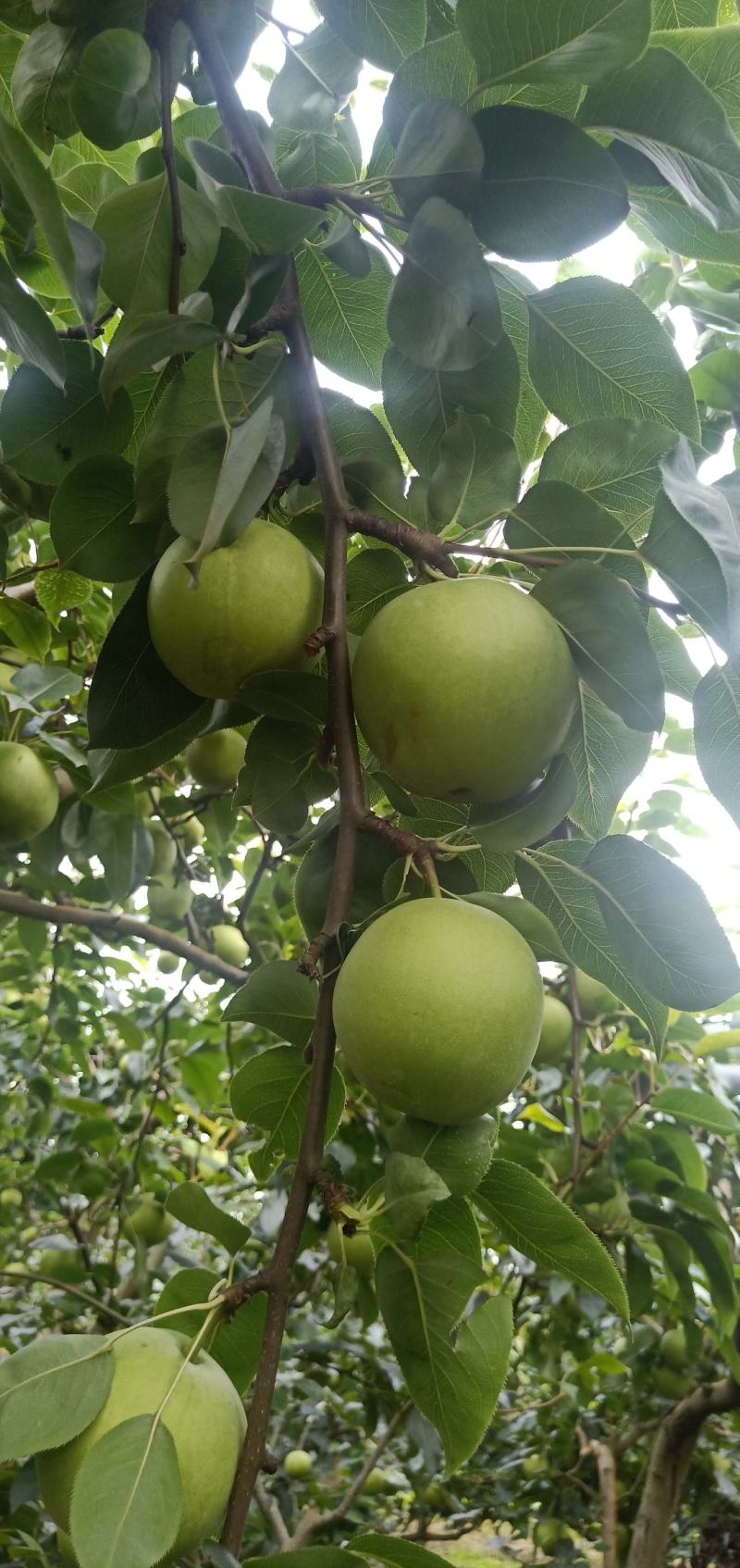 早酥梨湖北沙梨基地直供