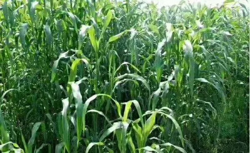 进口高产高丹草种子养殖牛羊鱼虾蟹畜禽水产进口牧草种子