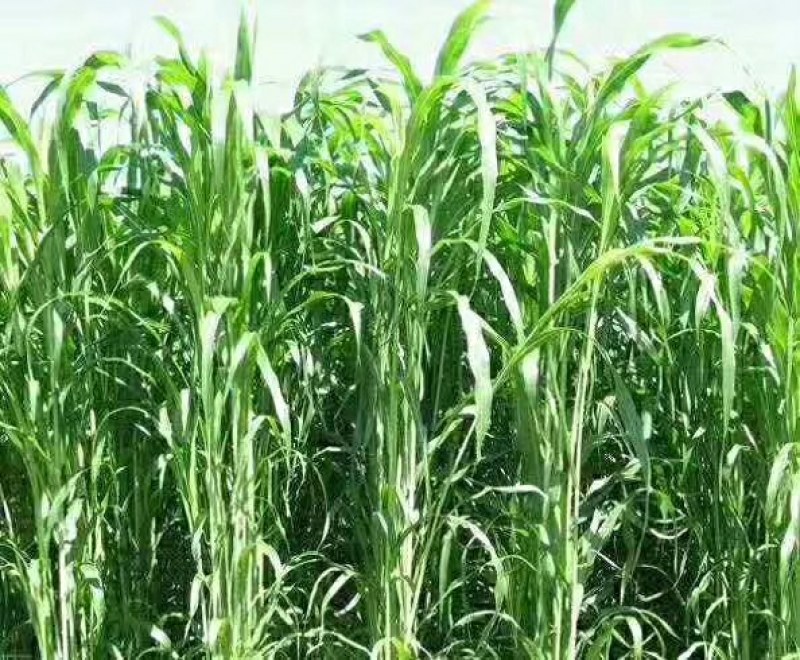 进口高产高丹草种子养殖牛羊鱼虾蟹畜禽水产进口牧草种子
