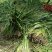 基地直销菖蒲水生植物菖蒲批发量大从优