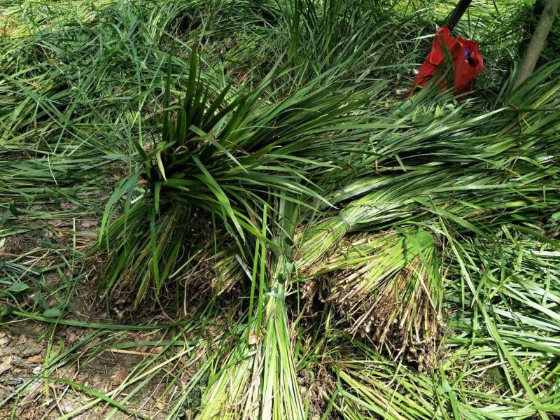 基地直销菖蒲水生植物菖蒲批发量大从优