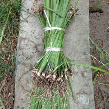 基地直销菖蒲水生植物菖蒲批发量大从优