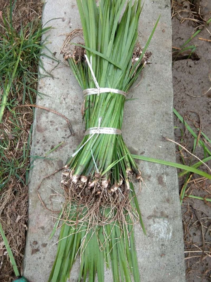 基地直销菖蒲水生植物菖蒲批发量大从优