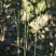 基地直销菖蒲水生植物菖蒲批发量大从优