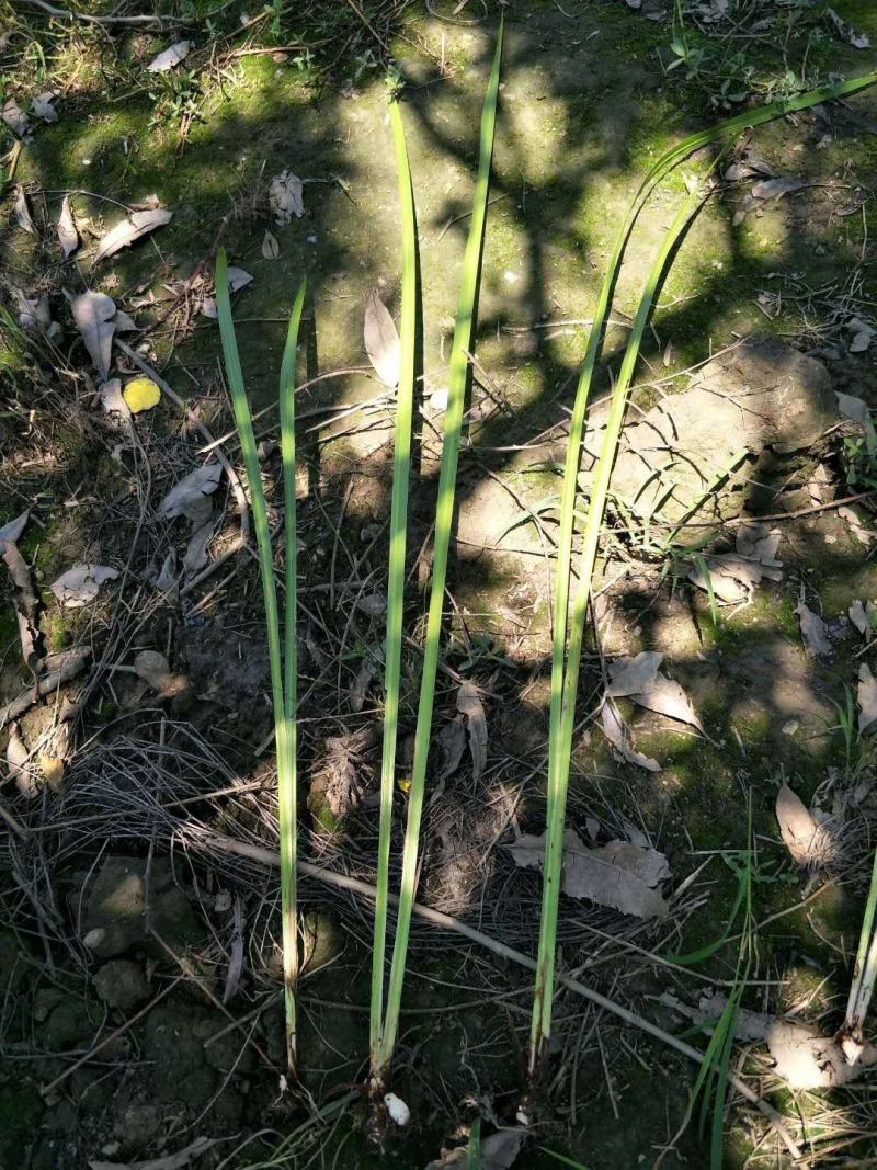 基地直销菖蒲水生植物菖蒲批发量大从优