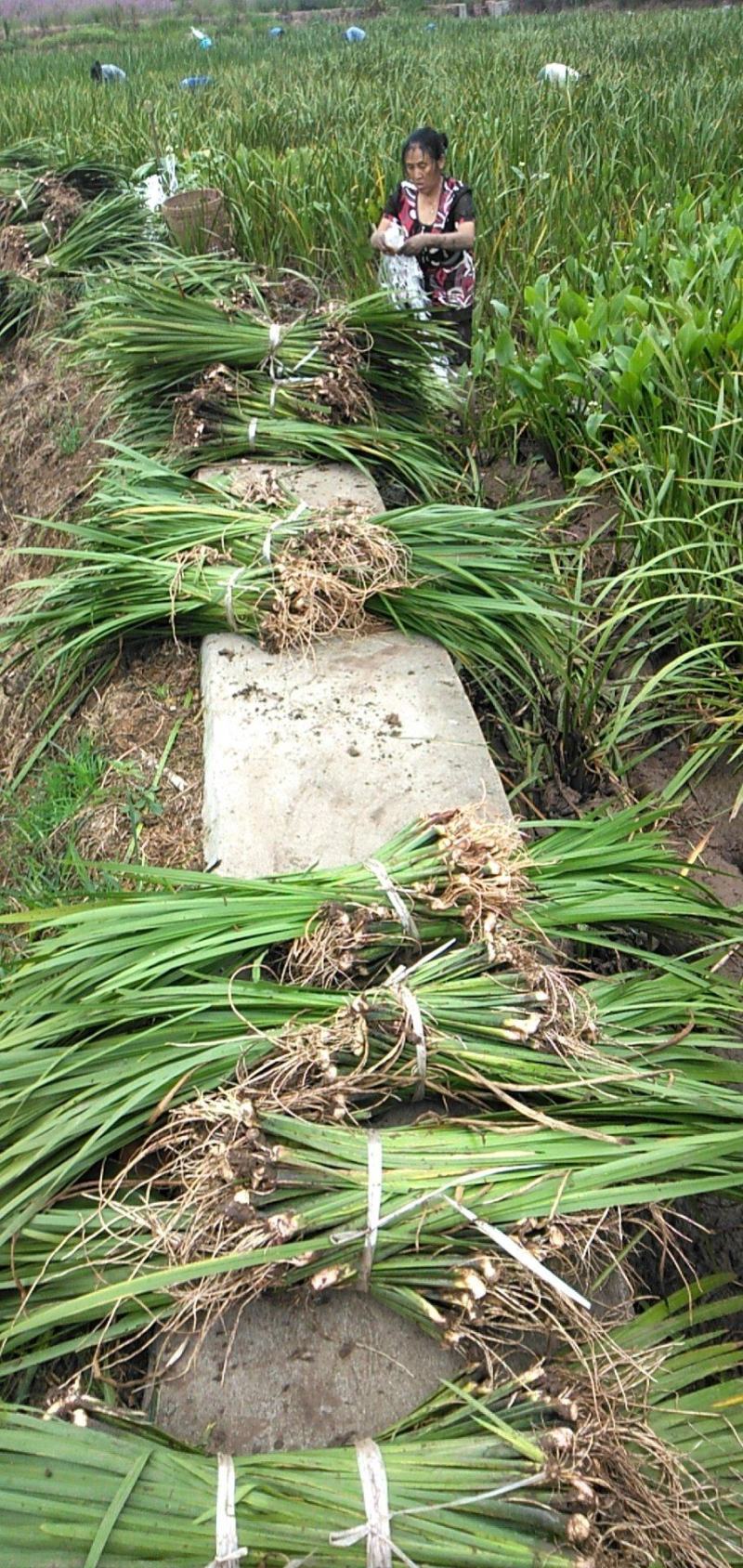 基地直销菖蒲水生植物菖蒲批发量大从优