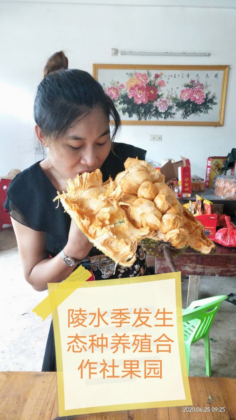 【一手货源】掉价了精品榴莲蜜黄肉，红肉产地直发