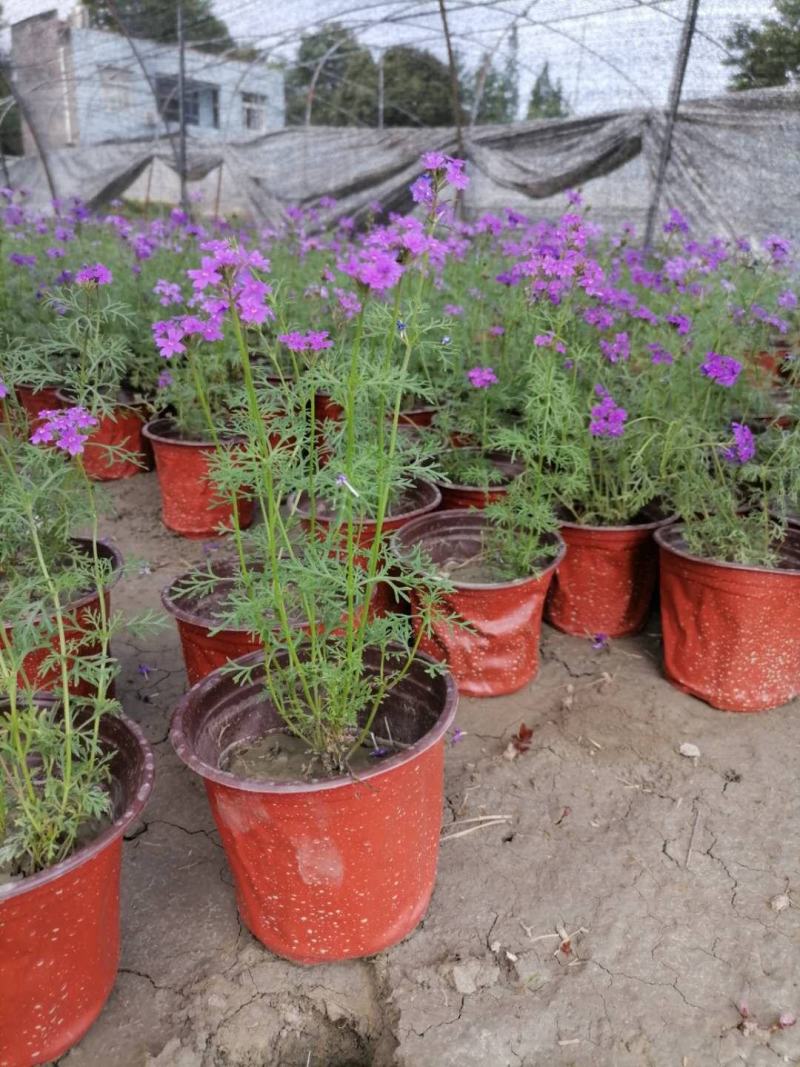 基地批发美女樱粉花紫花细叶美女樱品种齐