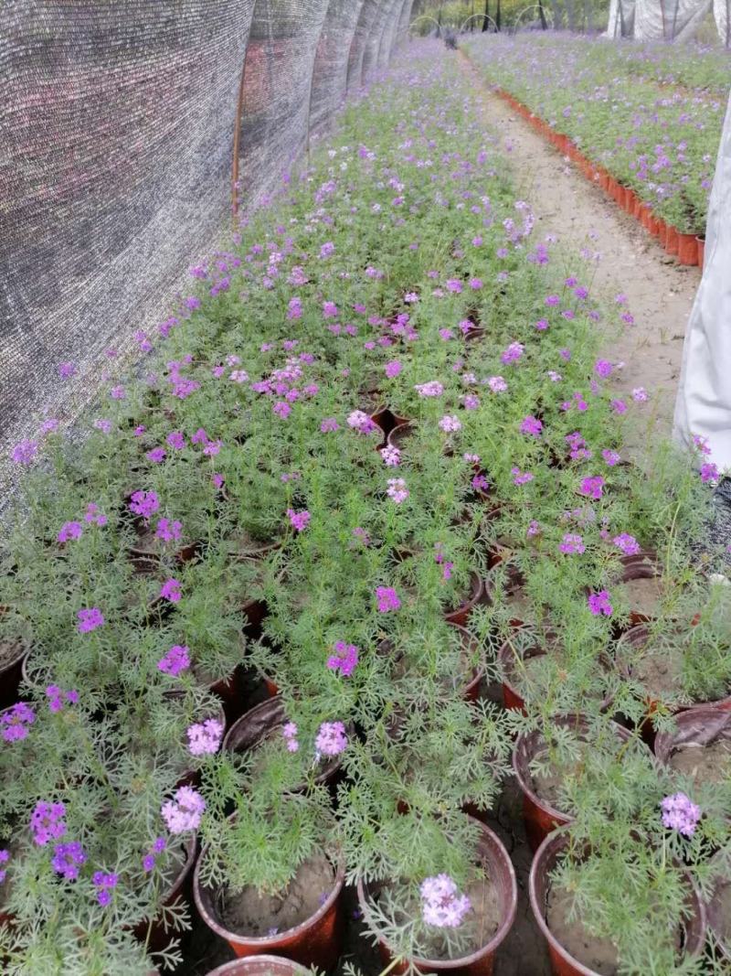 基地批发美女樱粉花紫花细叶美女樱品种齐