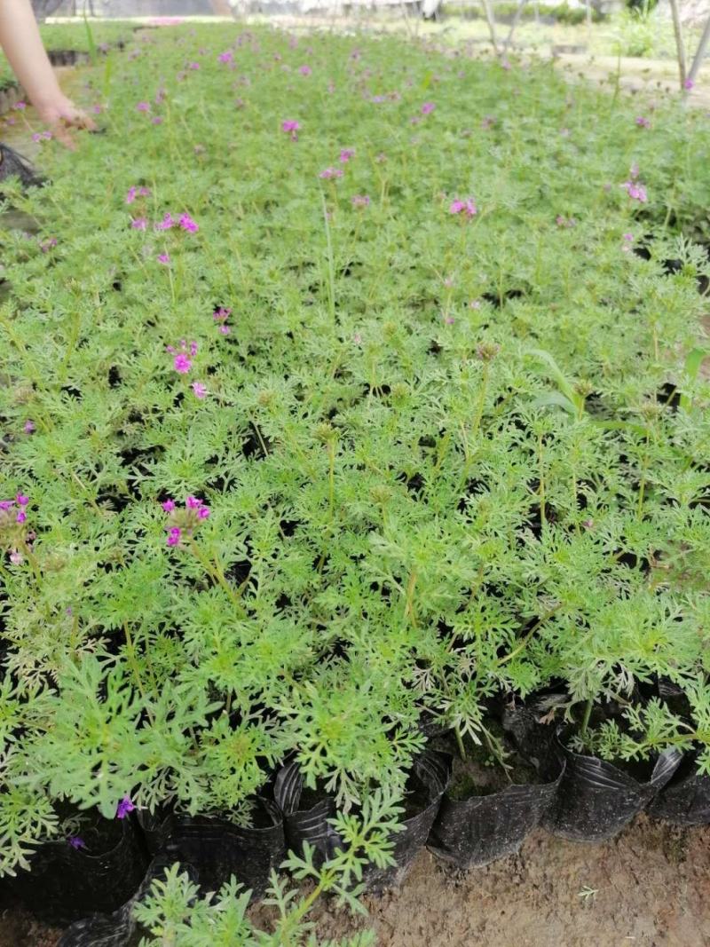 基地批发美女樱粉花紫花细叶美女樱品种齐