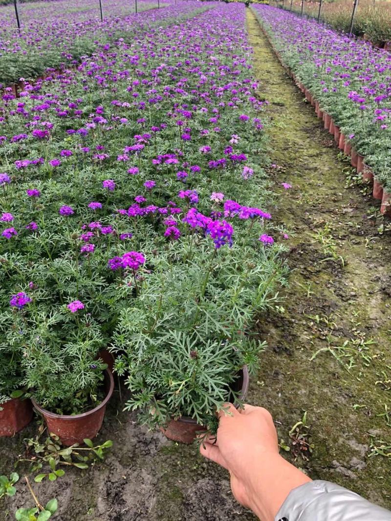 基地批发美女樱粉花紫花细叶美女樱品种齐