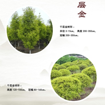 千层金球