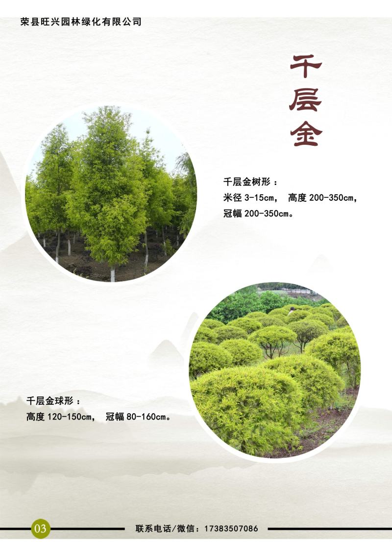 千层金球