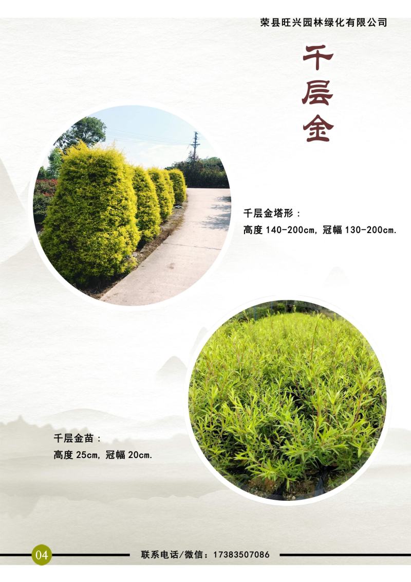 千层金球