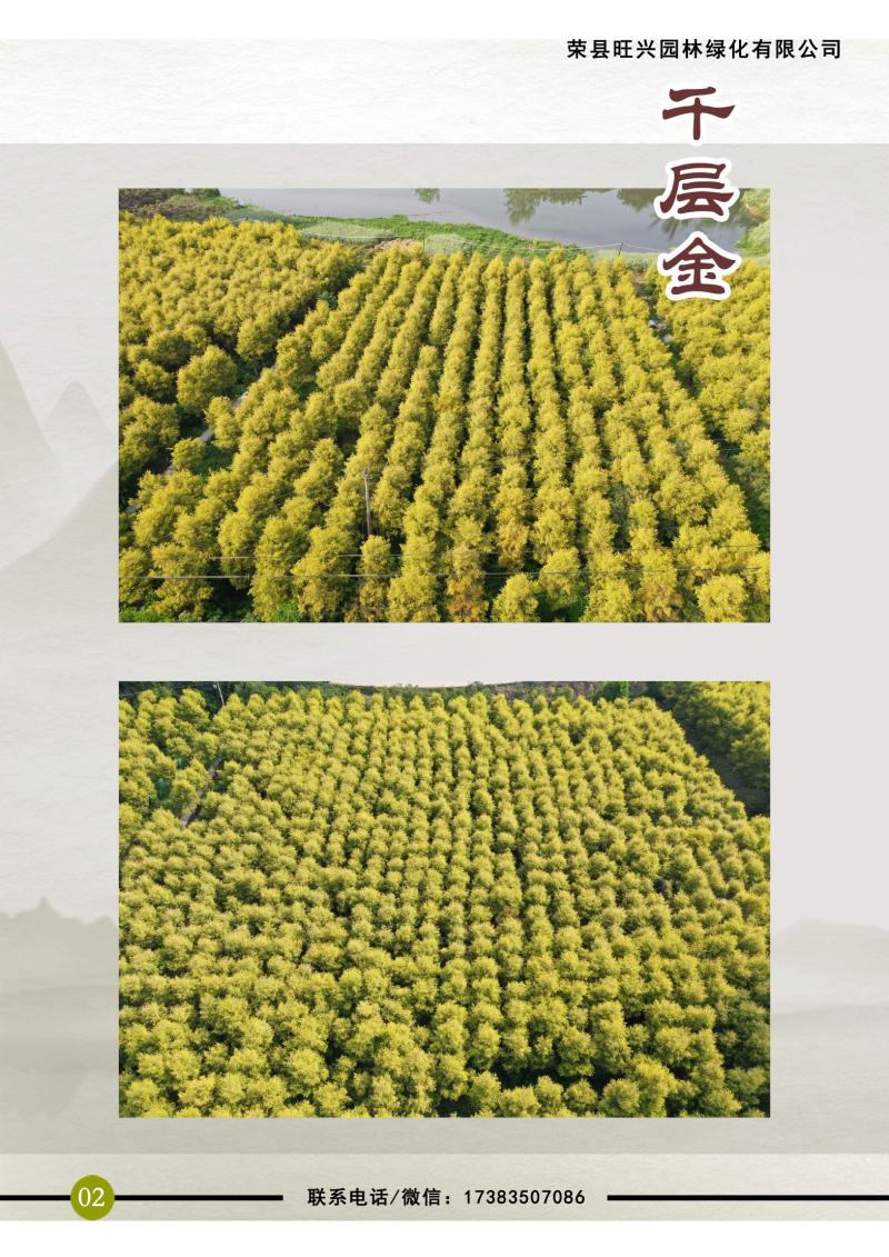 千层金球
