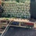 云南黄心白菜货量充足价格便宜精品白菜