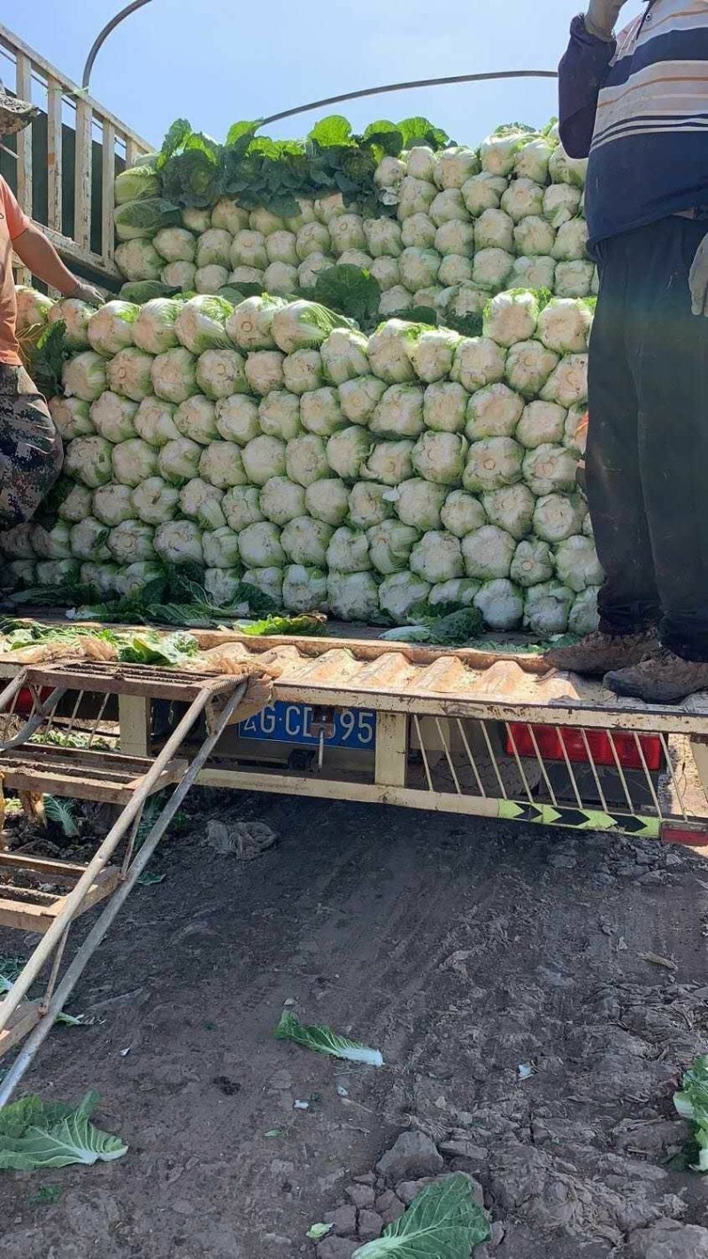 云南黄心白菜货量充足价格便宜精品白菜