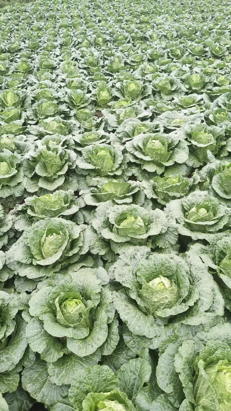 云南黄心白菜货量充足价格便宜精品白菜