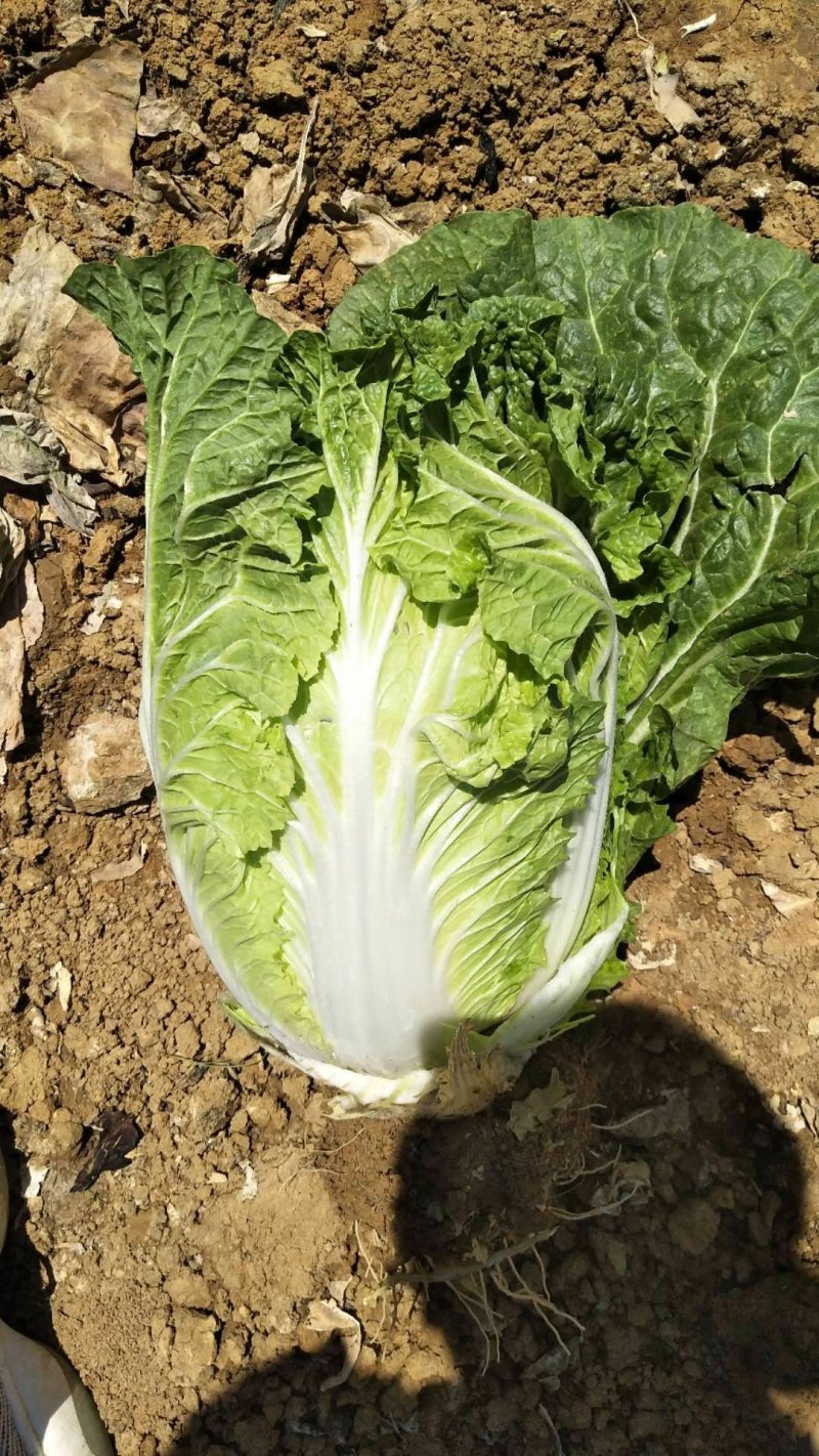 云南黄心白菜货量充足价格便宜精品白菜