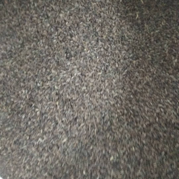 霍香，霍香种子，霍香苗子，提供技术指导，出苗率90%