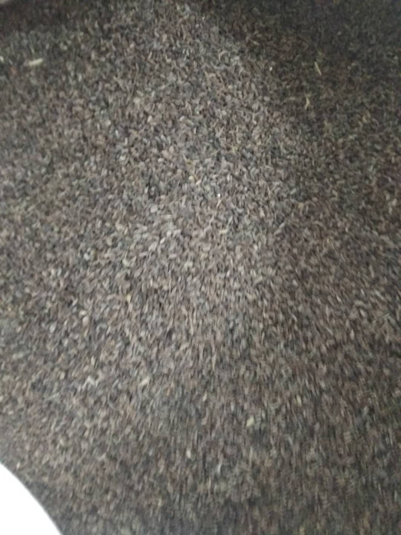 霍香，霍香种子，霍香苗子，提供技术指导，出苗率90%