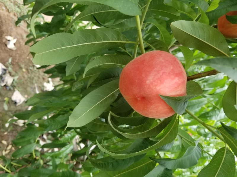 沙红桃光果