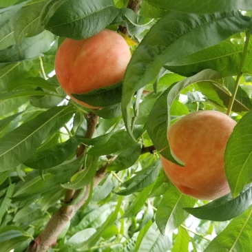 沙红桃光果
