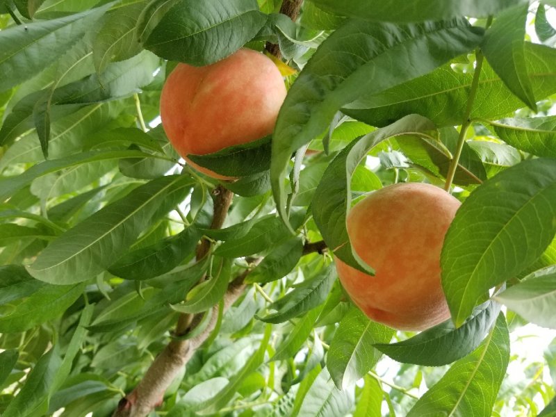 沙红桃光果