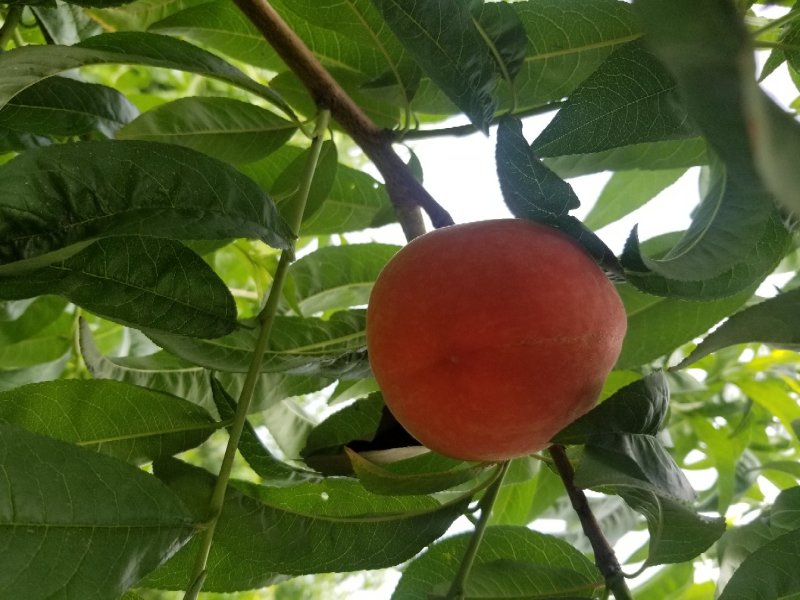 沙红桃光果