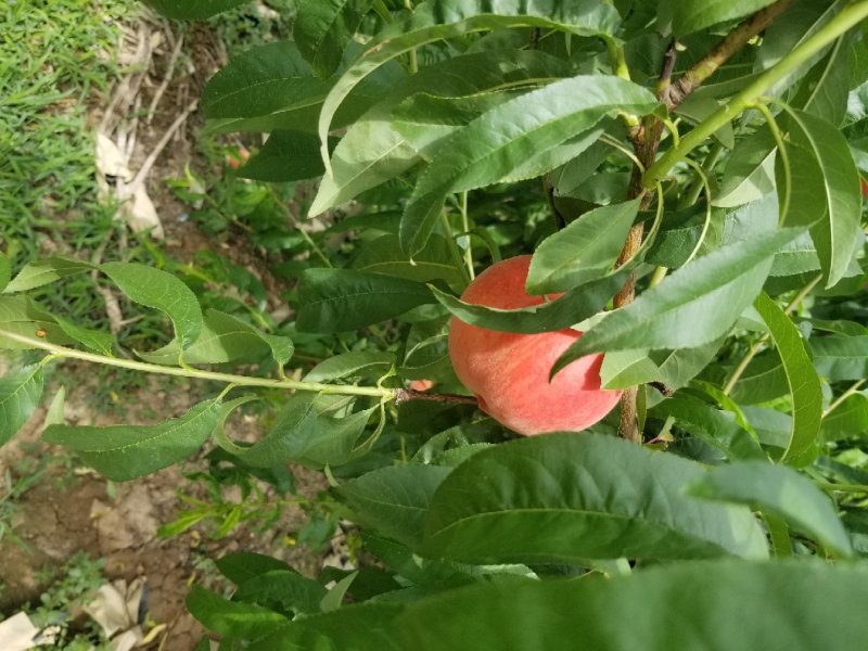 沙红桃光果