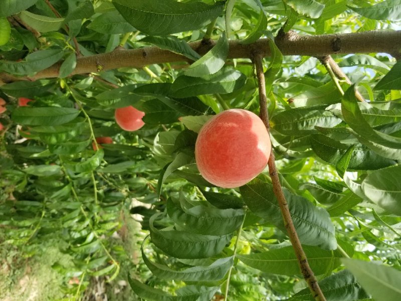 沙红桃光果